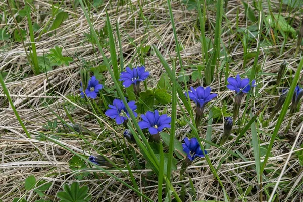Alp çayırları, bir bitki gentian