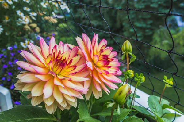 バルコニーで花や葉の閉鎖 — ストック写真