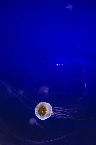 Medusas Blancas Bailando Agua Azul Oscuro —  Fotos de Stock