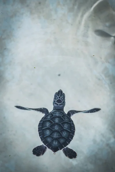 Baby Turtle Swimming Crystal Clear Water — Stock Photo, Image