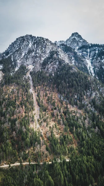 Hora Stromy Okolí Schwangau Německo — Stock fotografie