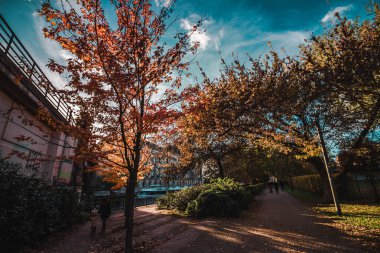 Sonbahar. Düş! Autumnal Park 'ta. Sonbahar Ağaçları ve Yaprakları güneş ışığında