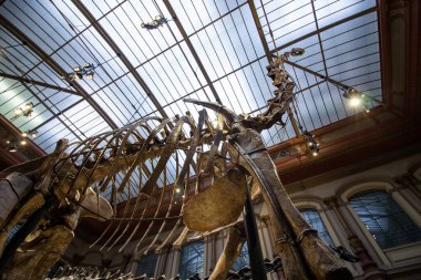 Dinozor Salonunda Brachiosaurus ve Diplodocus 'un dev iskeletleri
