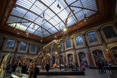 Dinozor Salonunda Brachiosaurus ve Diplodocus 'un dev iskeletleri