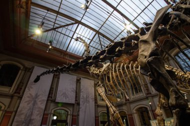 Dinozor Salonunda Brachiosaurus ve Diplodocus 'un dev iskeletleri
