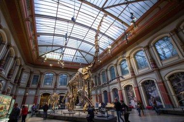 Dinozor Salonunda Brachiosaurus ve Diplodocus 'un dev iskeletleri
