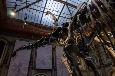 Dinozor Salonunda Brachiosaurus ve Diplodocus 'un dev iskeletleri