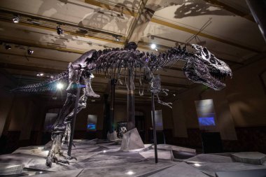 Dinozor Salonundaki Tyrannosaurus Rex 'in dev iskeletleri. Natur.