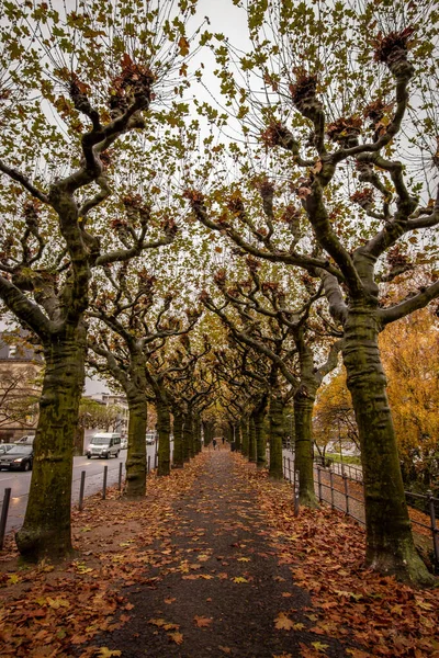 Kolorowa Jesień Parku Nizza Frankfurcie Nad Menem Niemcy — Zdjęcie stockowe