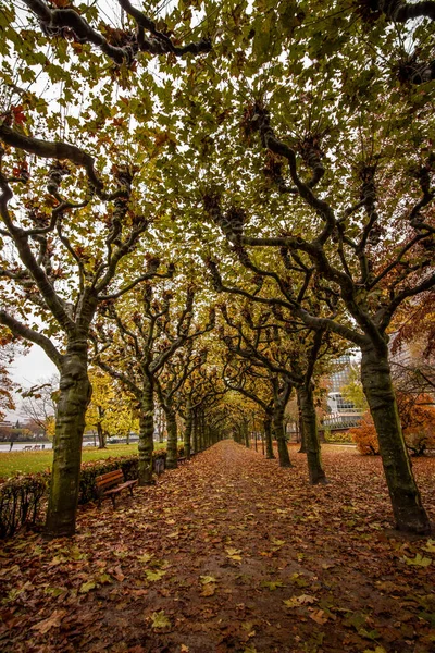 Színes Ősz Frankfurti Nizza Parkban — Stock Fotó