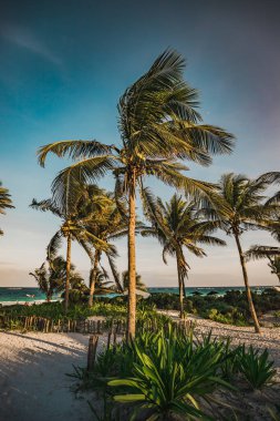 Tulum, Quintana Roo, Meksika 'da sahil palmiyeleri olan cennet sahili manzaralı gün batımı..