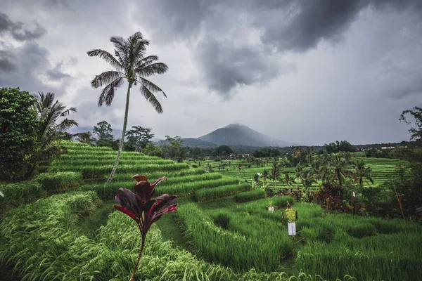 Terrazas Arroz Las Montañas Día Nublado Bali Indonesia Fotos De Stock Sin Royalties Gratis