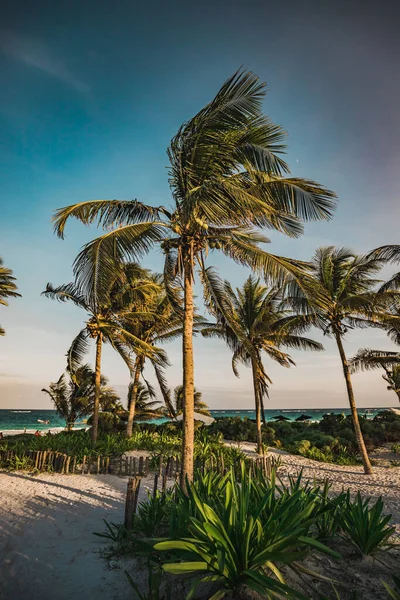 Vista Del Atardecer Playa Paradisíaca Con Palmeras Tulum Quintana Roo Fotos De Stock Sin Royalties Gratis