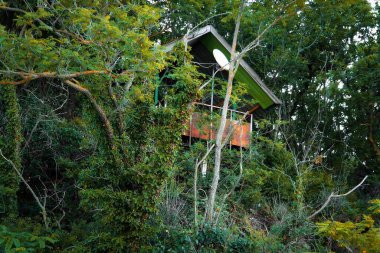 Ormanda terk edilmiş eski bir ev..