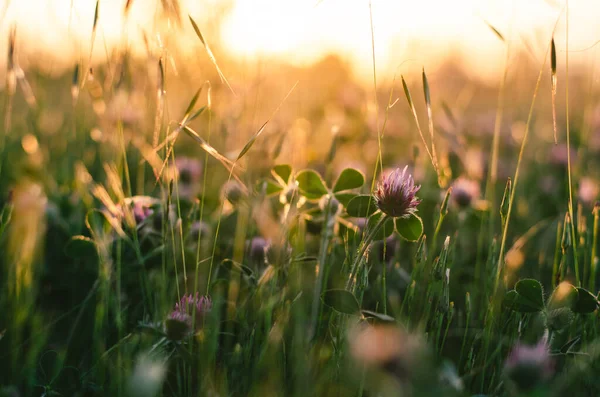 California Wildflowers Golden Hour Soirée Soleil Halos Beauté Rurale — Photo