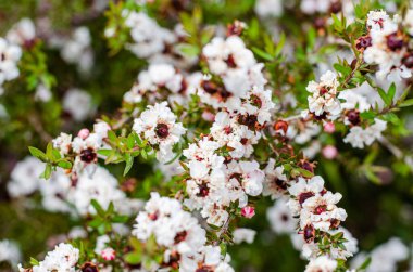 Çiçekler ve çiçekler baharda canlanıyor, nisan yağmurlarından sonra Mayıs 'ın dünyasına güzel renkler getiriyorlar.