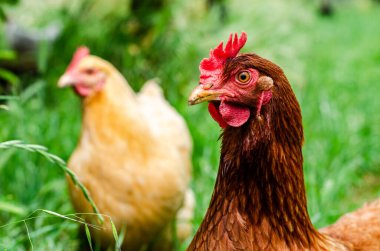 Otlak tavukları, uzun yeşil çimlerde böcek ararken bahar gününün tadını çıkarıyorlar.