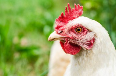 Otlak tavukları, uzun yeşil çimlerde böcek ararken bahar gününün tadını çıkarıyorlar.