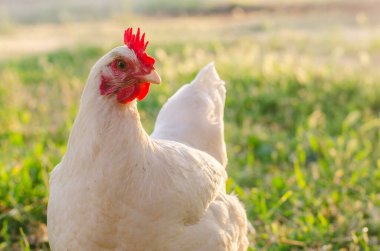 Golden Hour 'da Ücretsiz Tavuklar Öğleden Sonra' nın tadını çıkarıyor