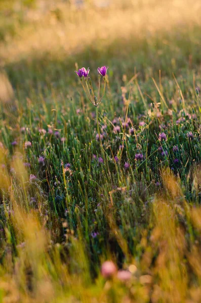 California Wildflowers Golden Hour Soirée Soleil Halos Beauté Rurale — Photo