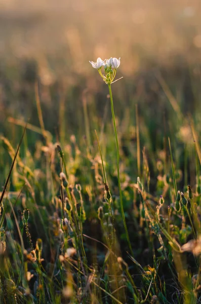 California Wildflowers Golden Hour Soirée Soleil Halos Beauté Rurale — Photo