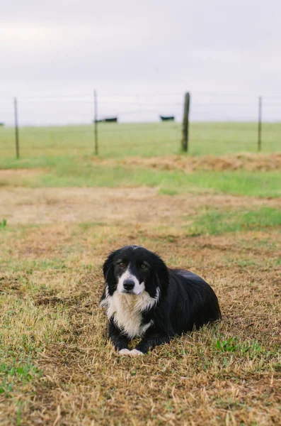 Farm Dog Border Collie Een Koele Lenteochtend — Stockfoto