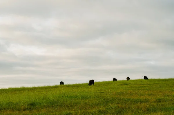 Koeien Grazen Een Grasveld Een Bewolkte Ochtend — Stockfoto