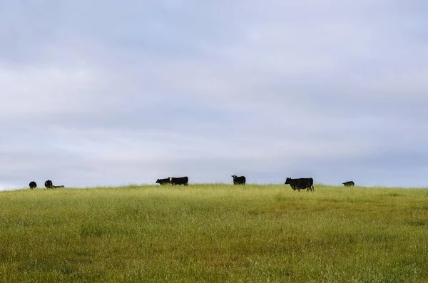 Krowy Wypasające Się Trawiastym Polu Pochmurny Poranek — Zdjęcie stockowe