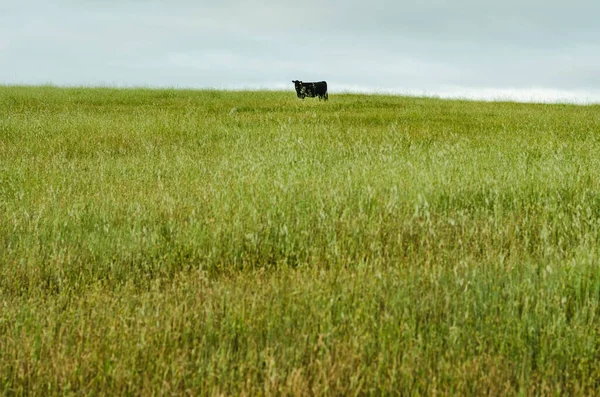 Koeien Grazen Een Grasveld Een Bewolkte Ochtend — Stockfoto