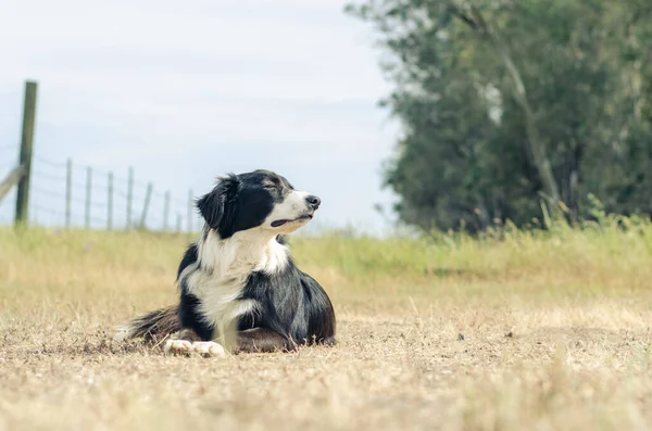 Bondehunden Nyder Brisen Soler Sig Solen Landevej - Stock-foto