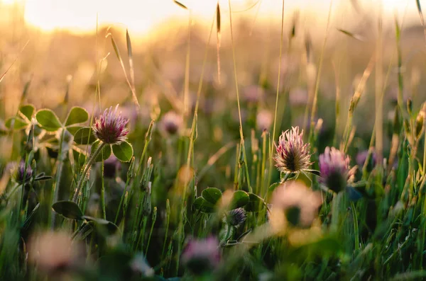 California Wildflowers Golden Hour Evening Sun Halos Rural Beauty — Stok Foto