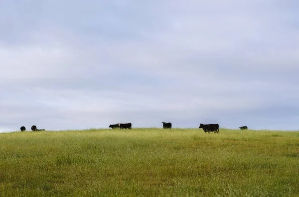 Sapi Merumput Lapangan Grassy Pada Pagi Berawan — Stok Foto