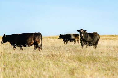 İnekler bir yaz akşamında altın çimlerde otlar.
