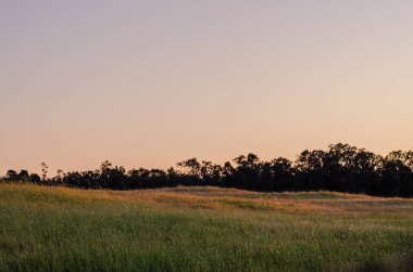İnekler günbatımında otlar.