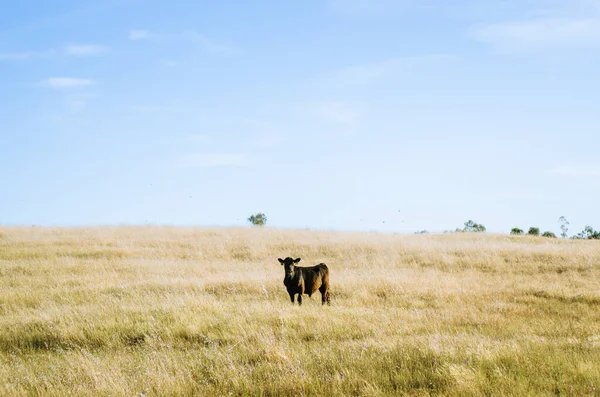 Vacas Pastando Acres Hierba Dorada Una Noche Verano —  Fotos de Stock