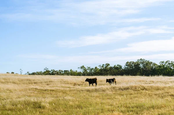 Koeien Grazen Hectare Gouden Gras Een Zomeravond — Stockfoto