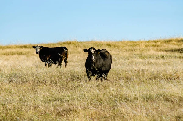 Koeien Grazen Hectare Gouden Gras Een Zomeravond — Stockfoto