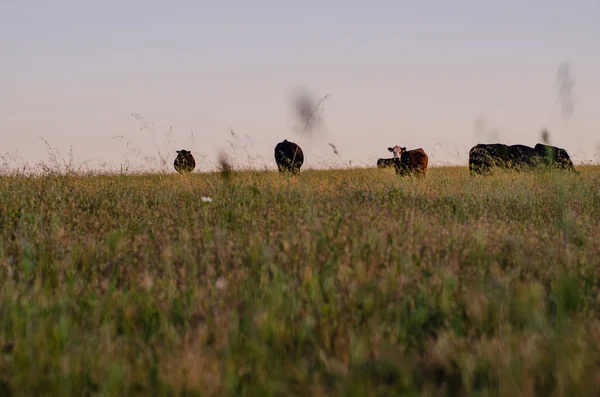 Krowy Wypasają Hektary Trawy Zachodzie Słońca — Zdjęcie stockowe