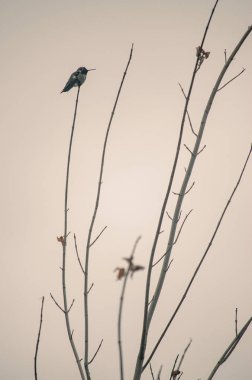 Yapraksız bir dala tünemiş bir kır kuşu Güneş usulca puslu bir sabahı uyandırırken