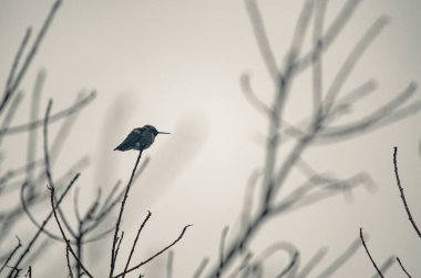 Yapraksız bir dala tünemiş bir kır kuşu Güneş usulca puslu bir sabahı uyandırırken
