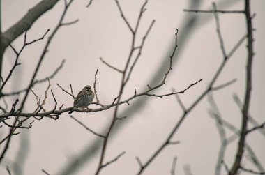 Yapraksız bir dala tünemiş bir kır kuşu Güneş usulca puslu bir sabahı uyandırırken