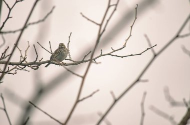 Yapraksız bir dala tünemiş bir kır kuşu Güneş usulca puslu bir sabahı uyandırırken