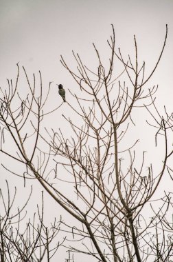 Yapraksız bir dala tünemiş bir kır kuşu Güneş usulca puslu bir sabahı uyandırırken