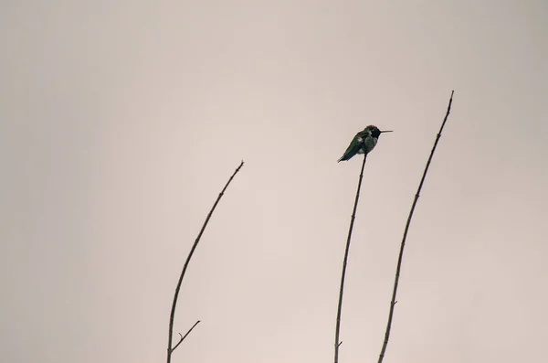 Country Bird Perches Leafless Branch Sun Gently Wakes Misty Morning — Stock Photo, Image