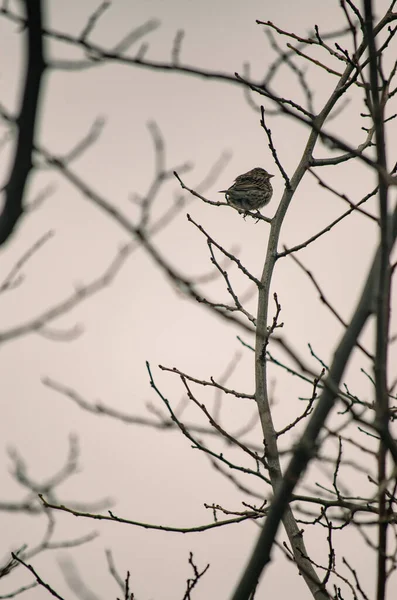 Ein Landvogel Hockt Auf Einem Blattlosen Zweig Während Die Sonne — Stockfoto