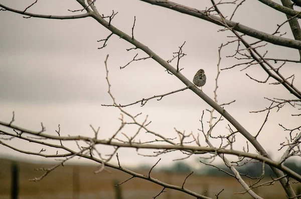 Ein Landvogel Hockt Auf Einem Blattlosen Zweig Während Die Sonne — Stockfoto