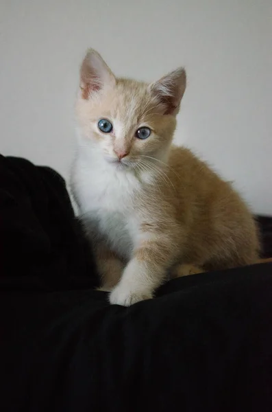 Retrato Lindo Gatito Esponjoso Con Ojos Azules Anchos —  Fotos de Stock