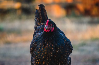 Siyah Barnevelder Hollanda Tavuğu Kırsal Bölgede
