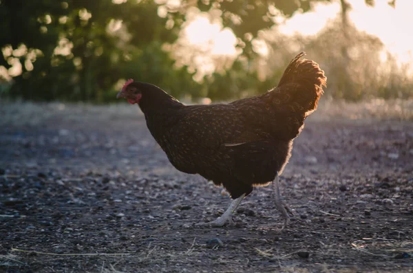 Black Barnevelder Dutch Chicken Ranging Countryside — Stock Photo, Image