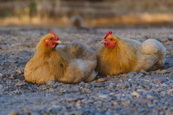 Kurczaki Wolnym Wybiegiem Biorąc Brudną Kąpiel Wiosenny Wieczór — Zdjęcie stockowe